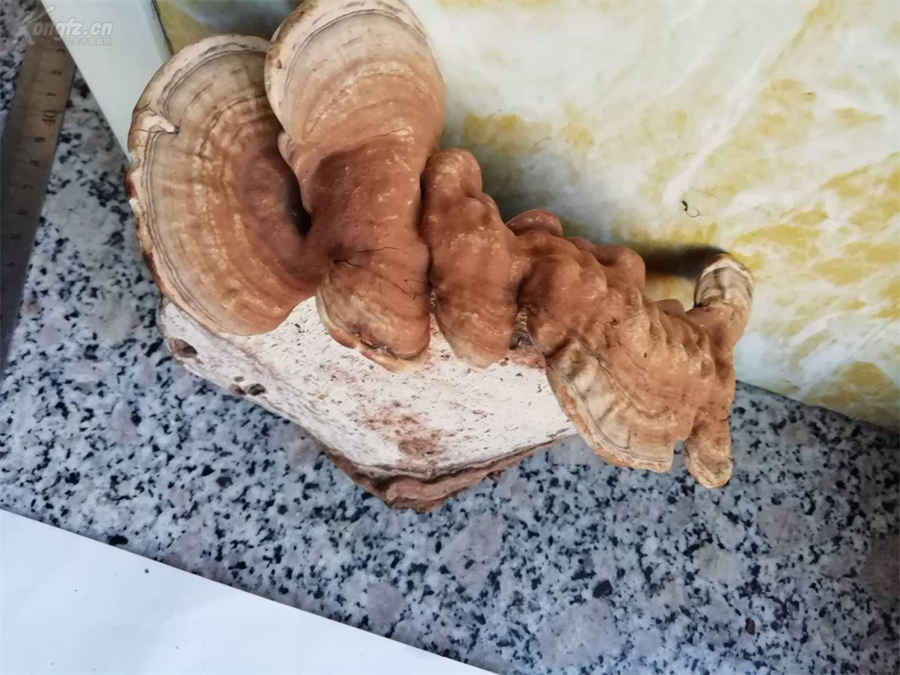 贴春联的由来(贴春联来历) 贴春联的由来(贴春联来历)
