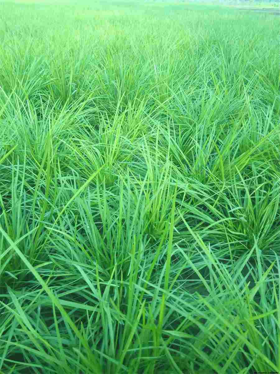 怎样腌咸菜腌咸菜的做法 请问腌咸菜怎么腌 怎样腌咸菜腌咸菜的做法 请问腌咸菜怎么腌