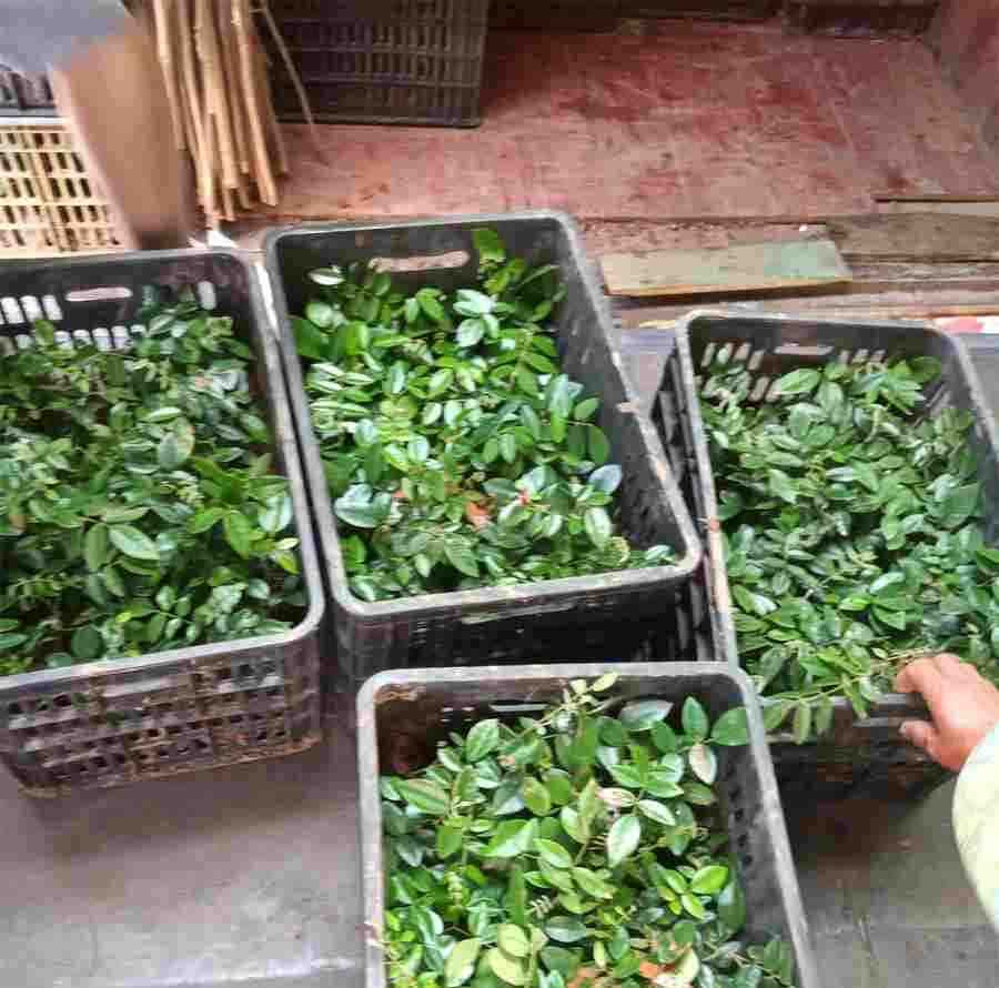 朱怀竹杨梅毒瓦斯内攻上迫于肺将成肺痈下流阴囊囊溃见子 竹见 朱怀竹杨梅毒瓦斯内攻上迫于肺将成肺痈下流阴囊囊溃见子 竹见