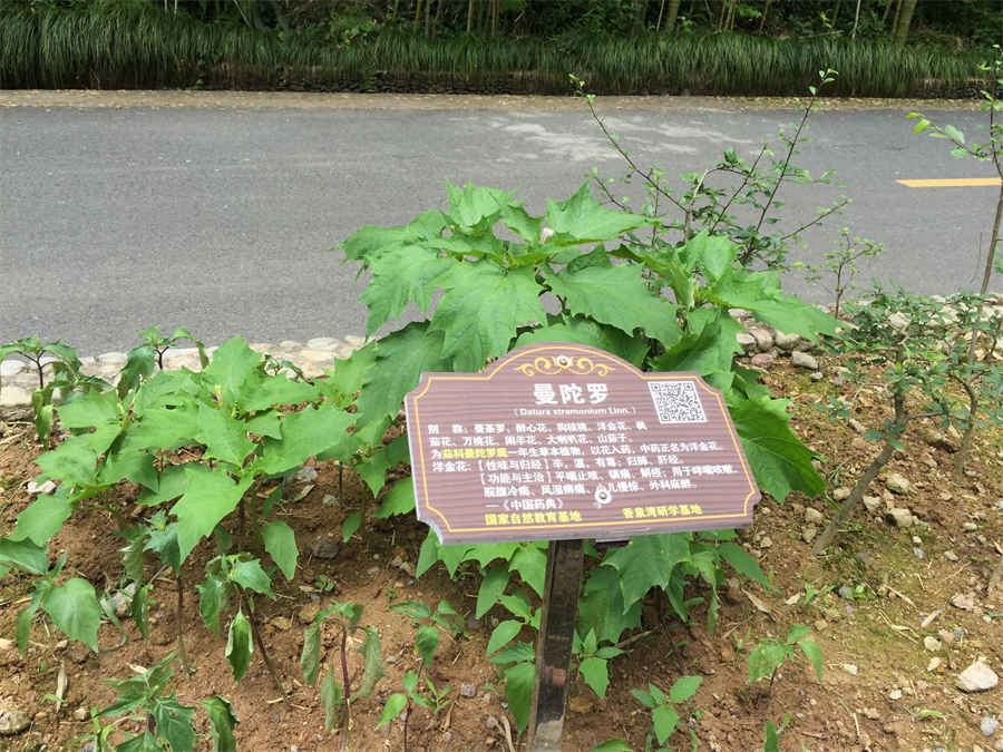 男人无名指比食指长的手相代表了什么 无名指比食指长代表什么 男人无名指比食指长的手相代表了什么 无名指比食指长代表什么