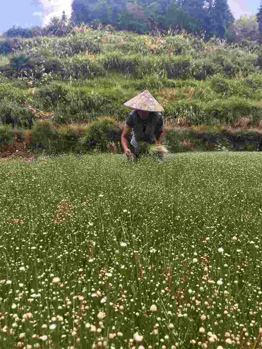 灵芝的十大功效与作用中药材功效大全 灵芝的十大功效与作用中药材功效大全