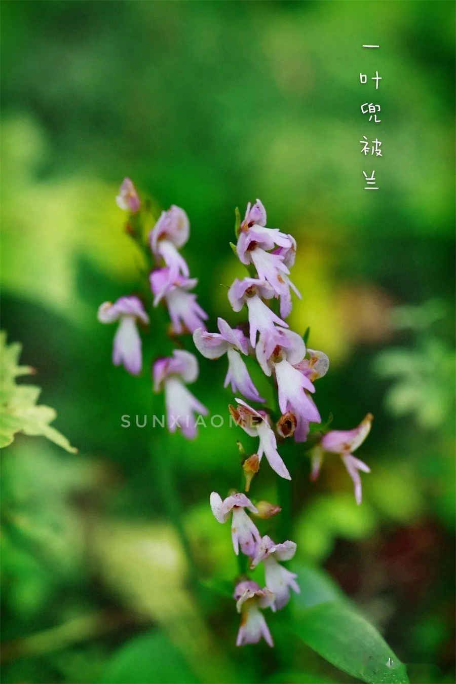 人参泡水喝能壮阳吗中药材知识 人参泡水喝能壮阳吗中药材知识