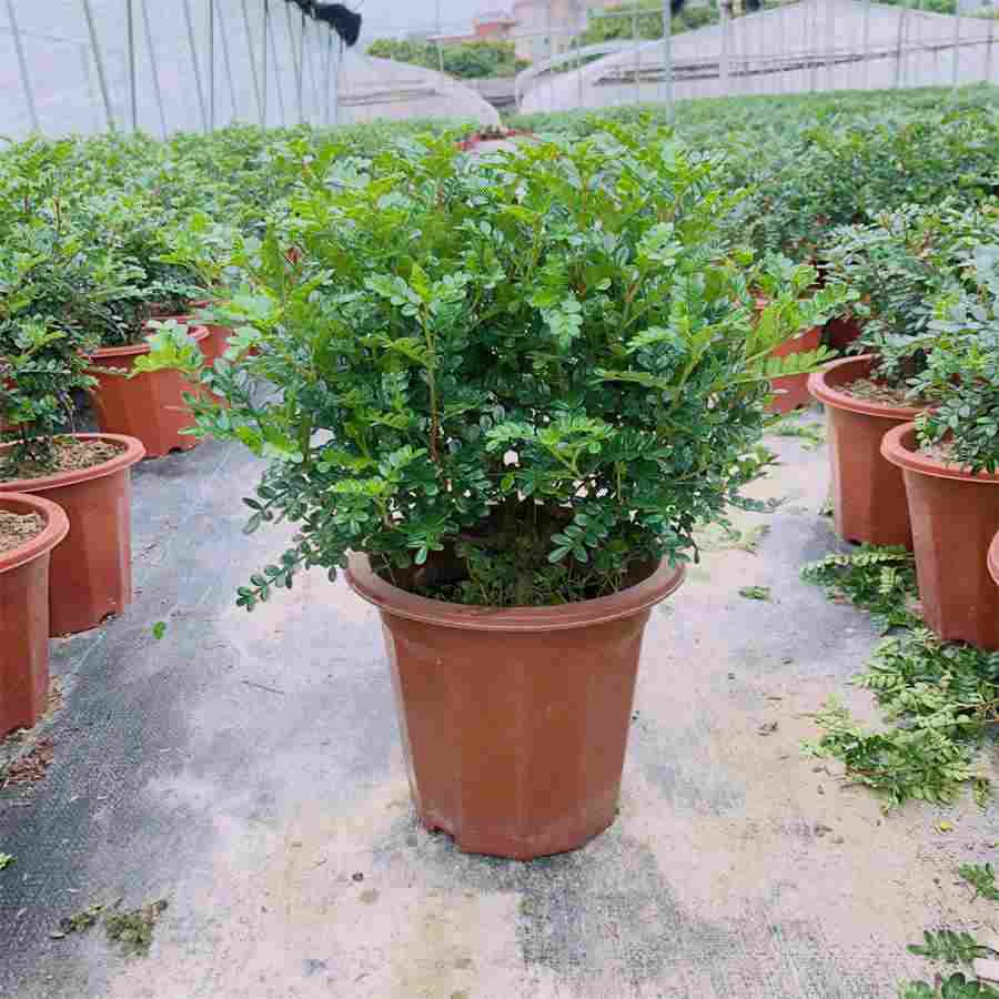 酱黄豆的做法家常做法怎么做好吃热量卡路里 酱黄豆的做法家常做法怎么做好吃热量卡路里