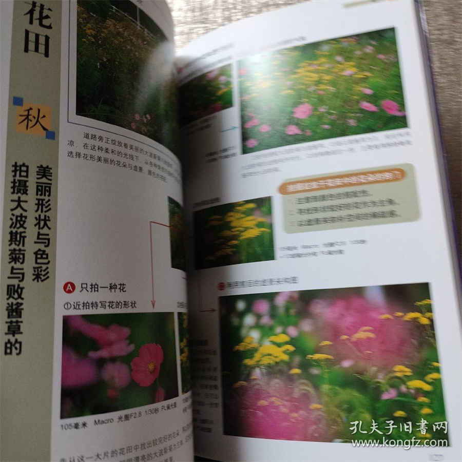 茯神 茯神图片大全大图 茯神 茯神图片大全大图