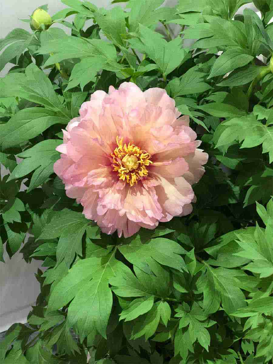 七、神经节、脊髓、大脑皮质和小脑皮质的结构 七、神经节、脊髓、大脑皮质和小脑皮质的结构